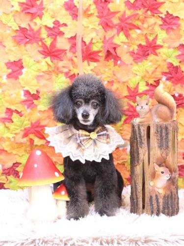 20241128ラムくん